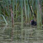 Teichhuhn im Schilf