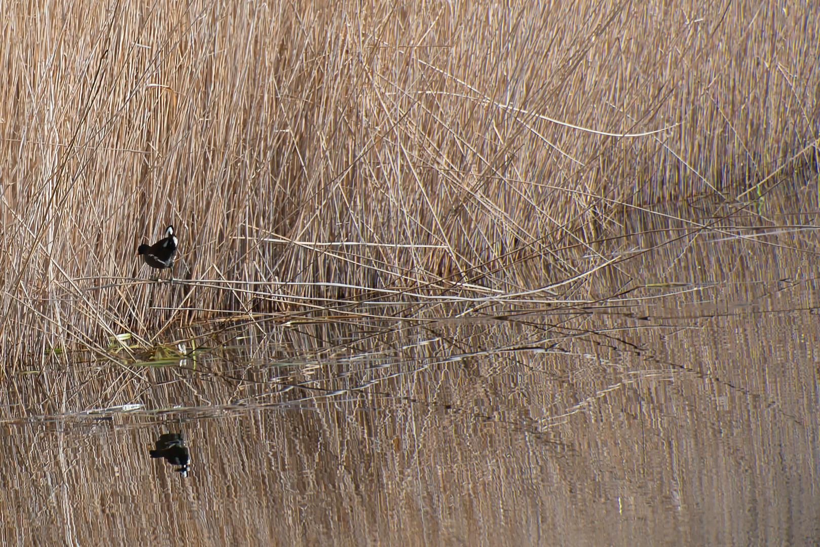 Teichhuhn im Schilf