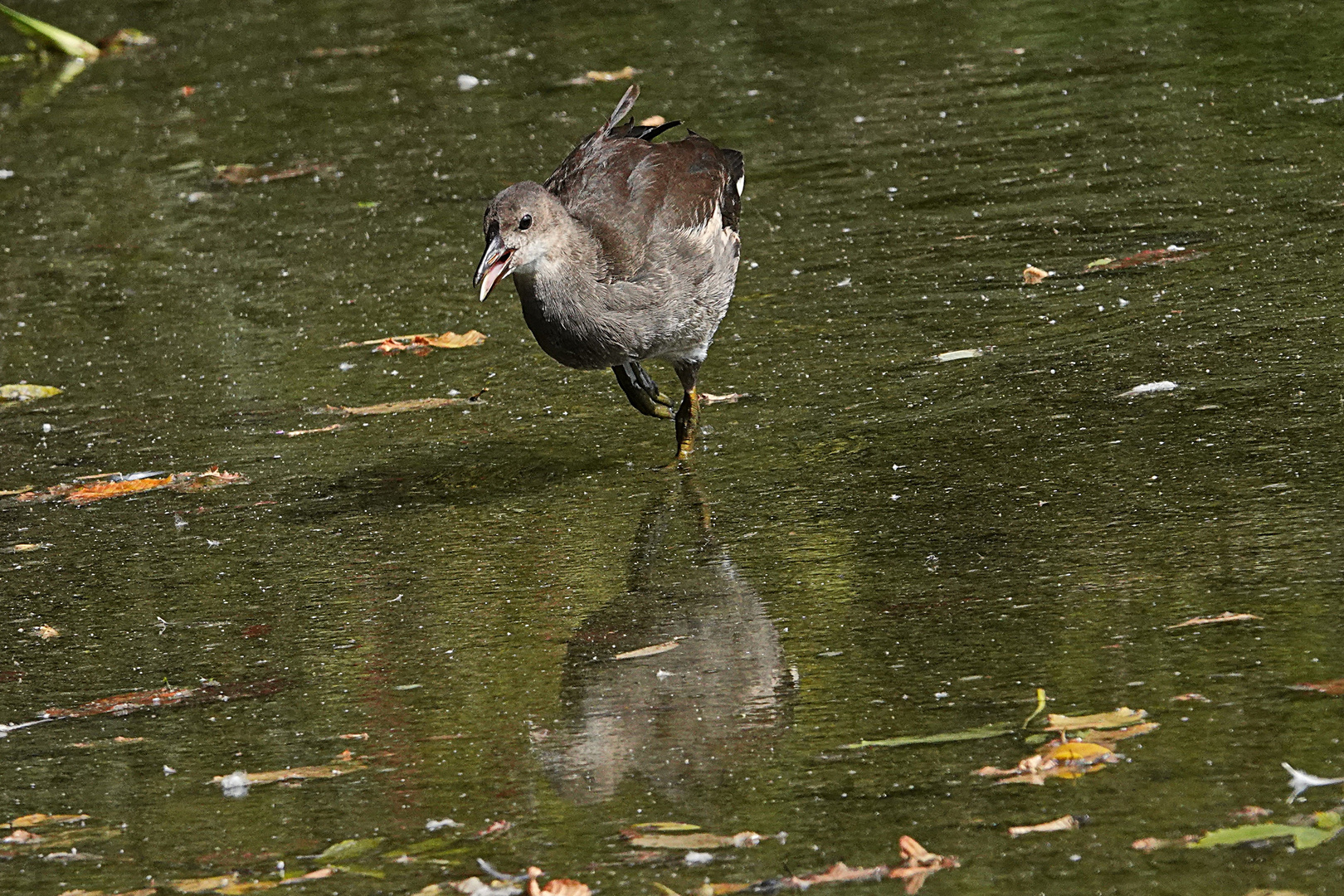 Teichhuhn im Spiegel