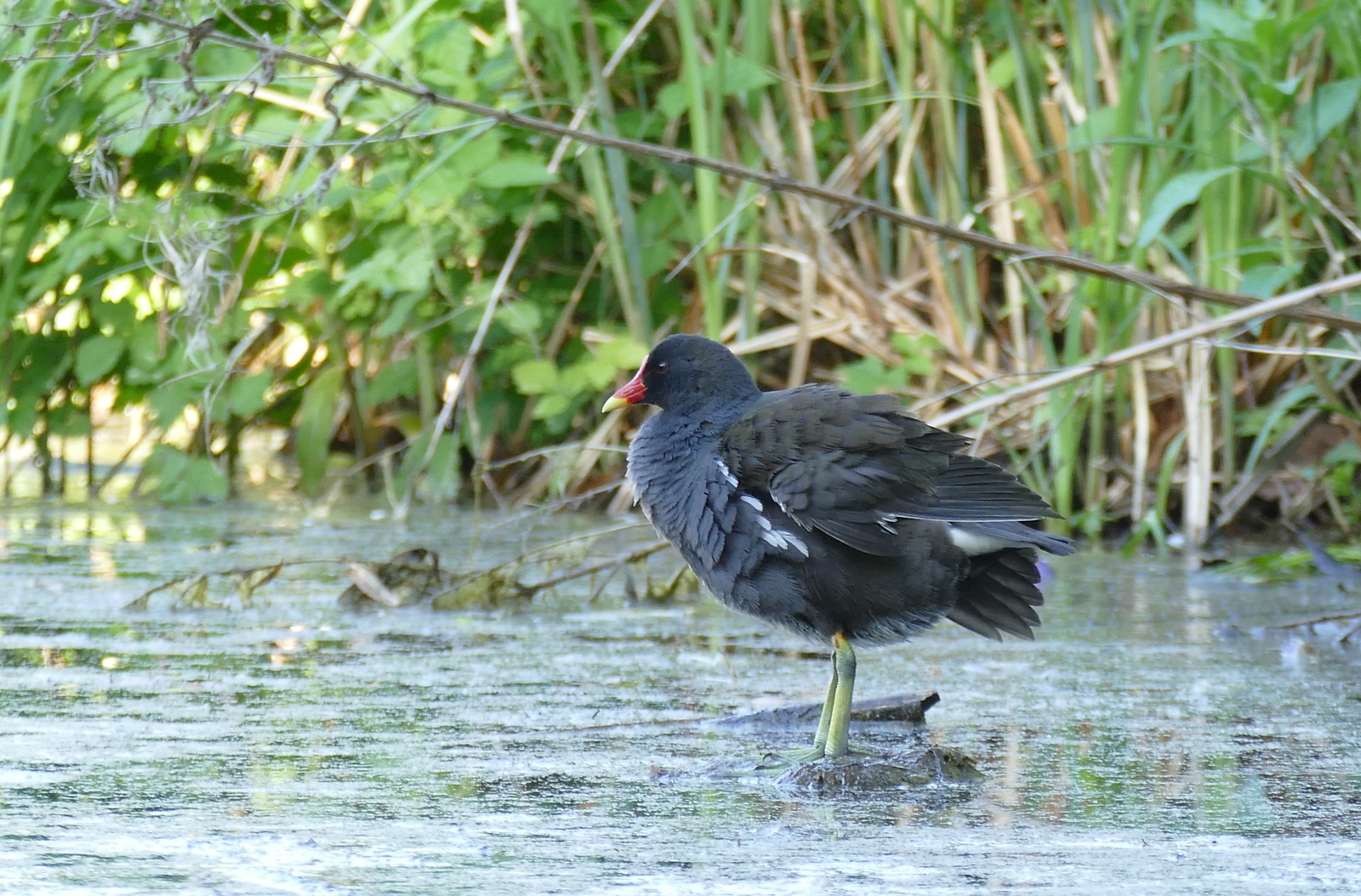 Teichhuhn im Teich