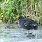 Teichhuhn im Teich