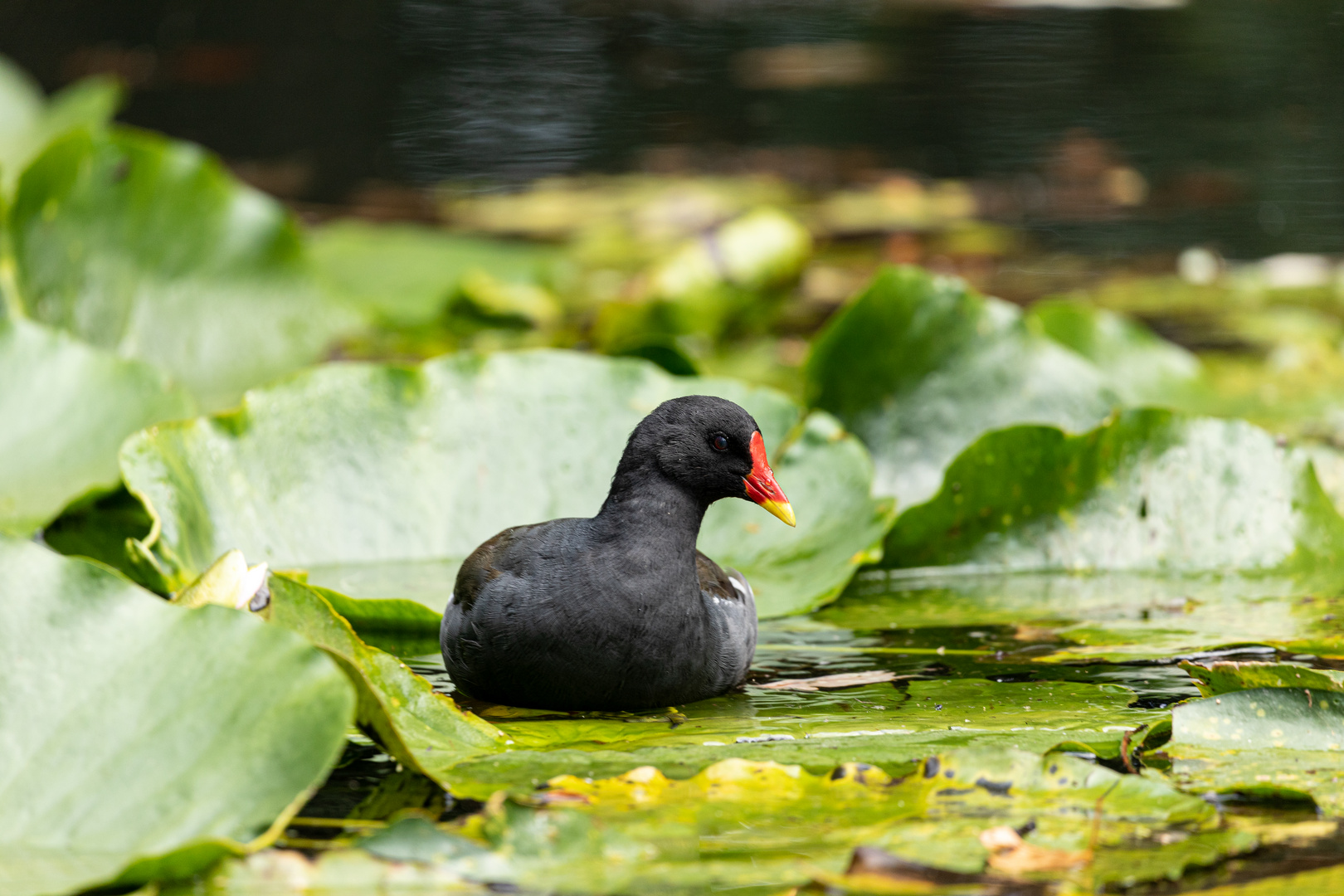 Teichhuhn in den Seerosen