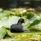 Teichhuhn in den Seerosen