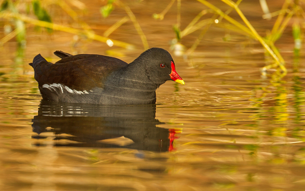 Teichhuhn in der Dezembersonne