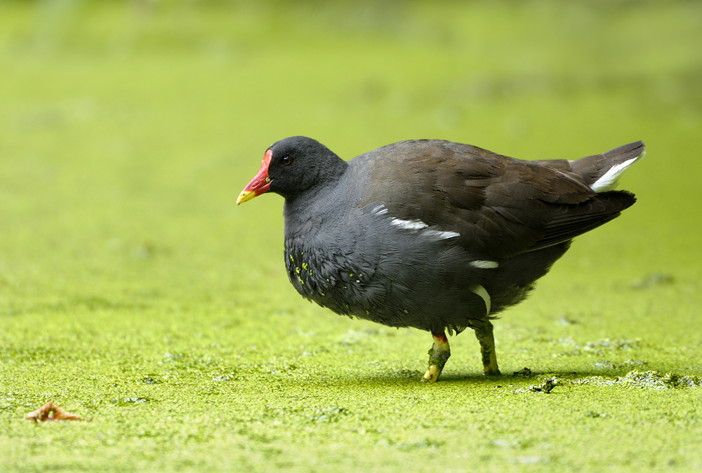 Teichhuhn in Linsensuppe