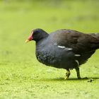 Teichhuhn in Linsensuppe