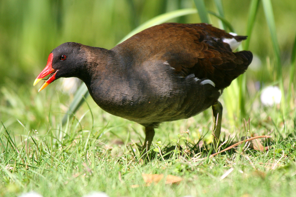 Teichhuhn in Palmengarten 2008