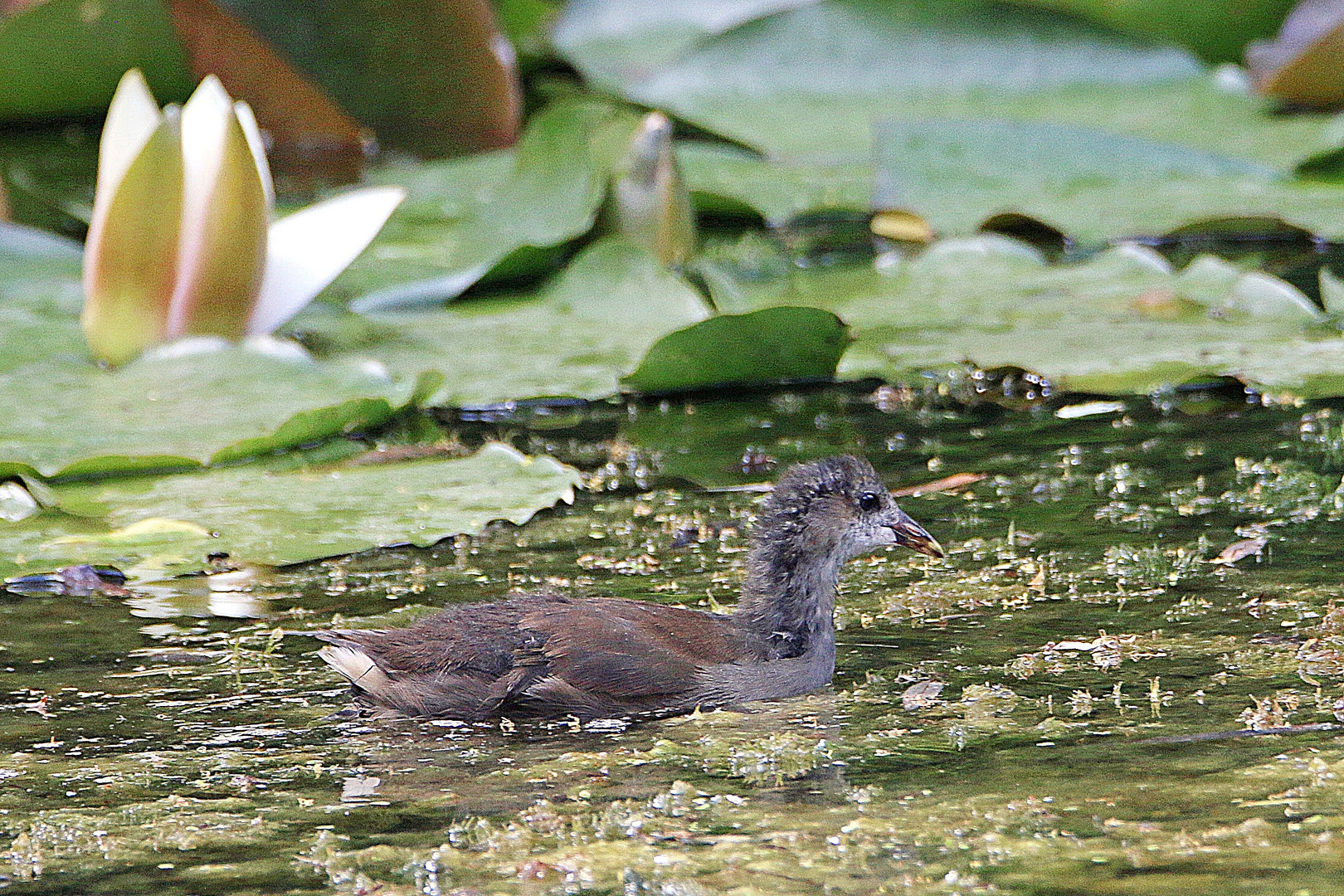 Teichhuhn in ruhigem Gewässer