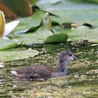 Teichhuhn in ruhigem Gewässer