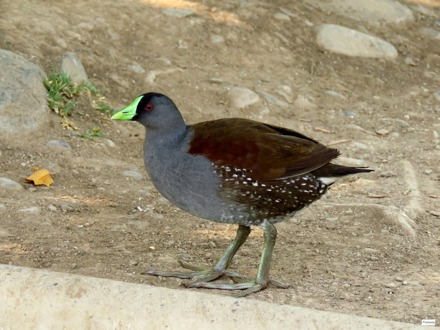 Teichhuhn in Santiago de Chile ....