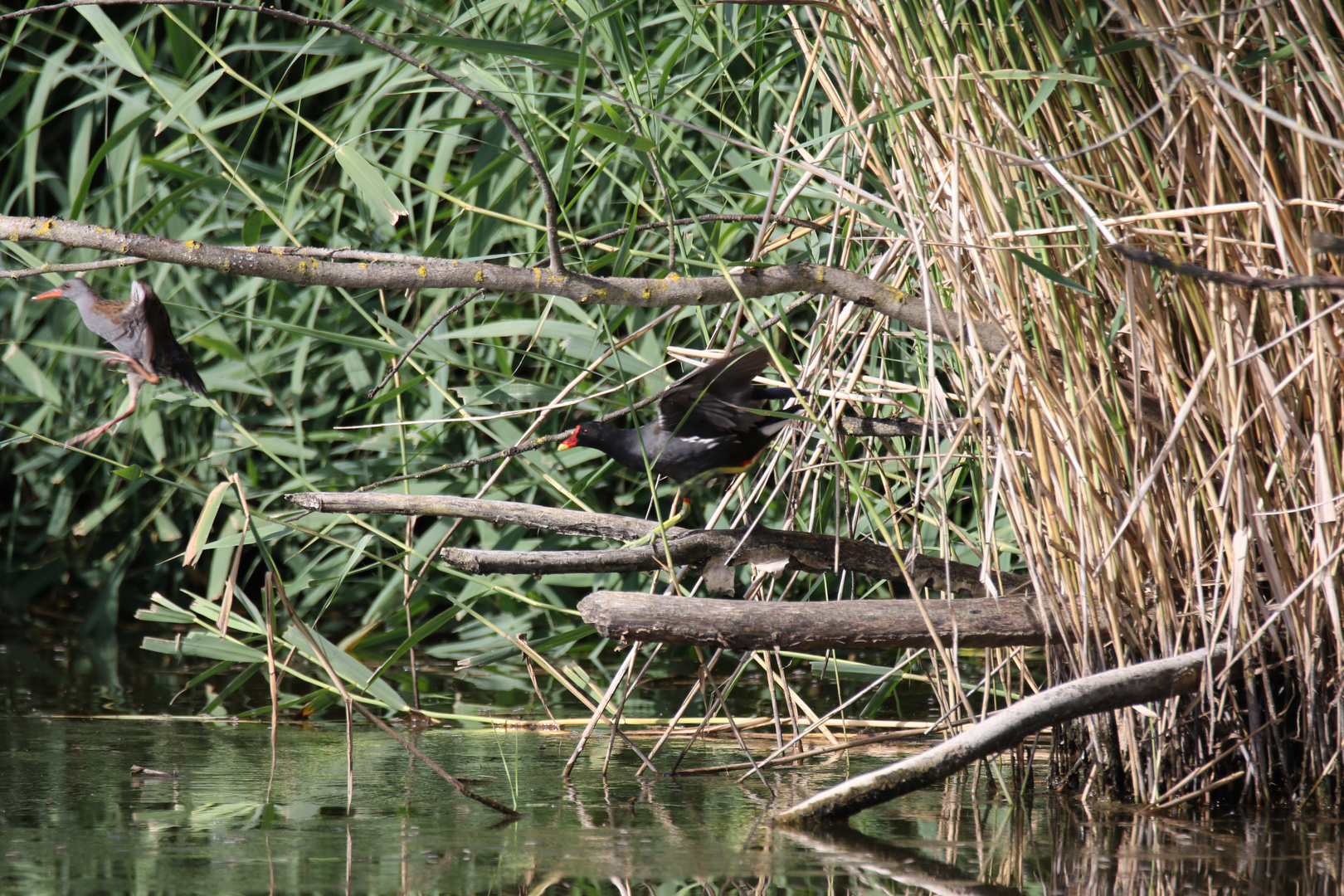 Teichhuhn jagt Wasserralle