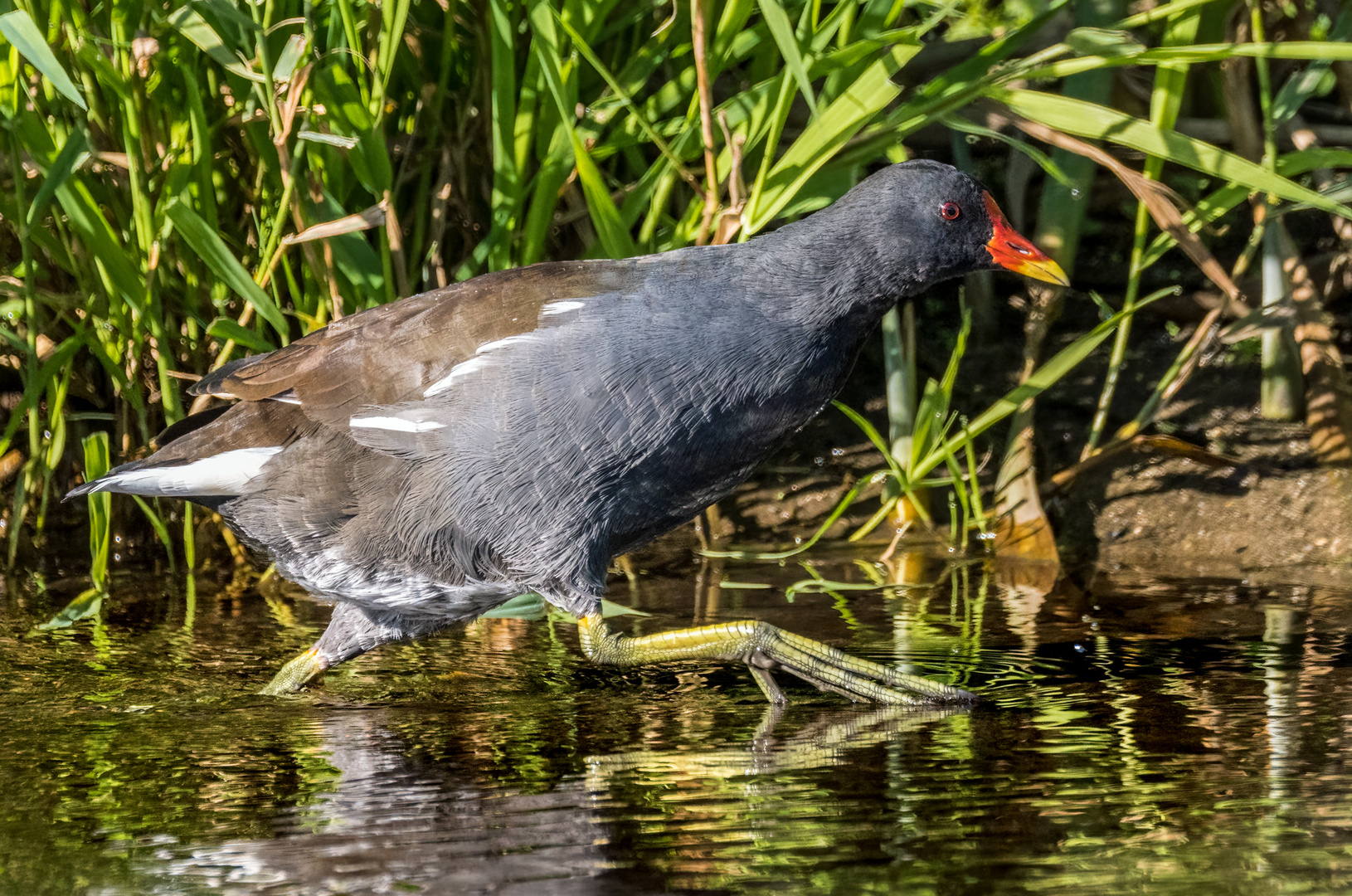 "TEICHHUHN JOGGING" 