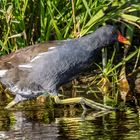 "TEICHHUHN JOGGING" 