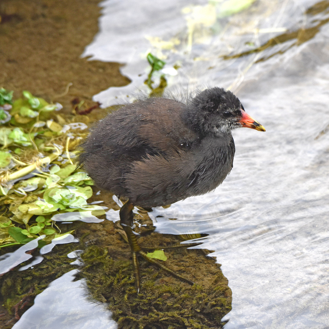 Teichhuhn-Junges