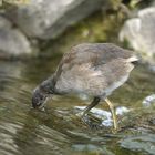 TEICHHUHN Jungtier