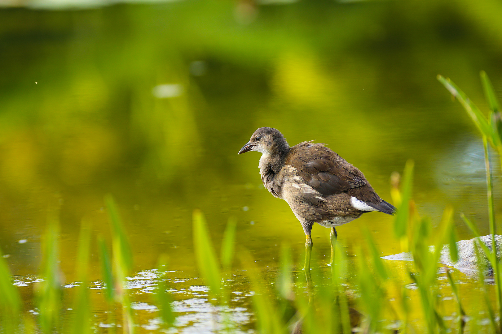 Teichhuhn Jungvogel