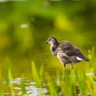 Teichhuhn Jungvogel