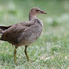 Teichhuhn (Jungvogel)