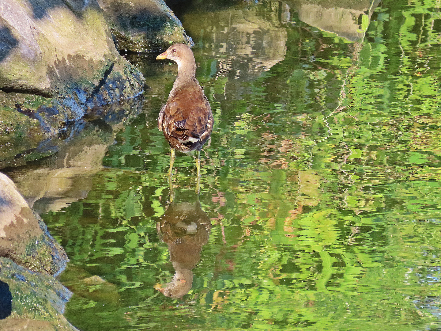 Teichhuhn Jungvogel