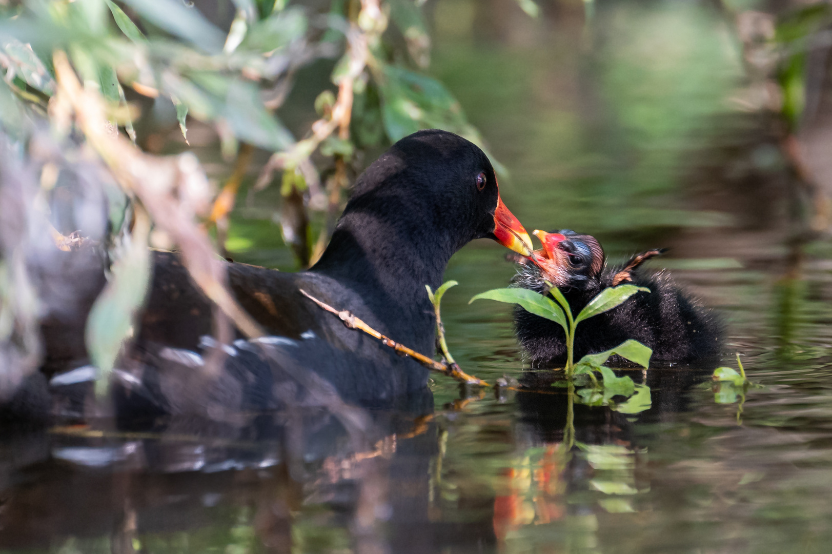 Teichhuhn Jungvogel