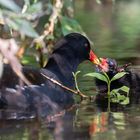 Teichhuhn Jungvogel