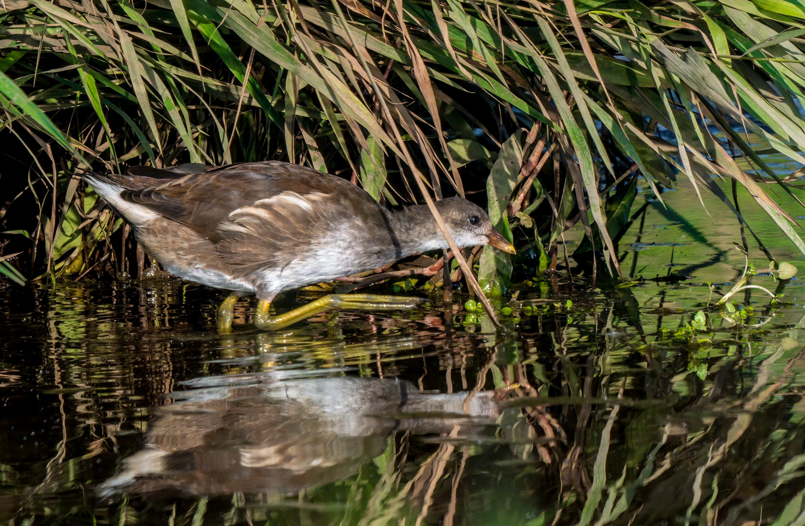 "TEICHHUHN" Jungvogel