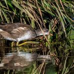 "TEICHHUHN" Jungvogel