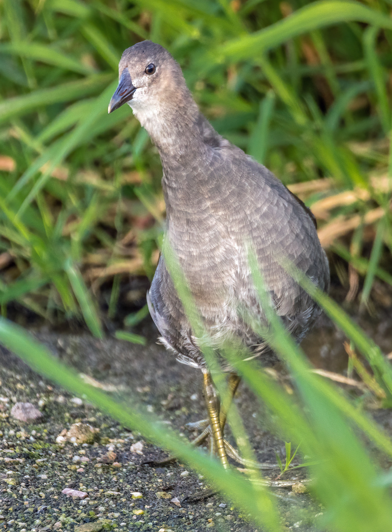 Teichhuhn Jungvogel