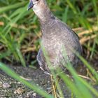 Teichhuhn Jungvogel