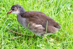 Teichhuhn - kleines Küken lebt auf großem Fuß