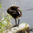 Teichhuhn - Komfortverhalten