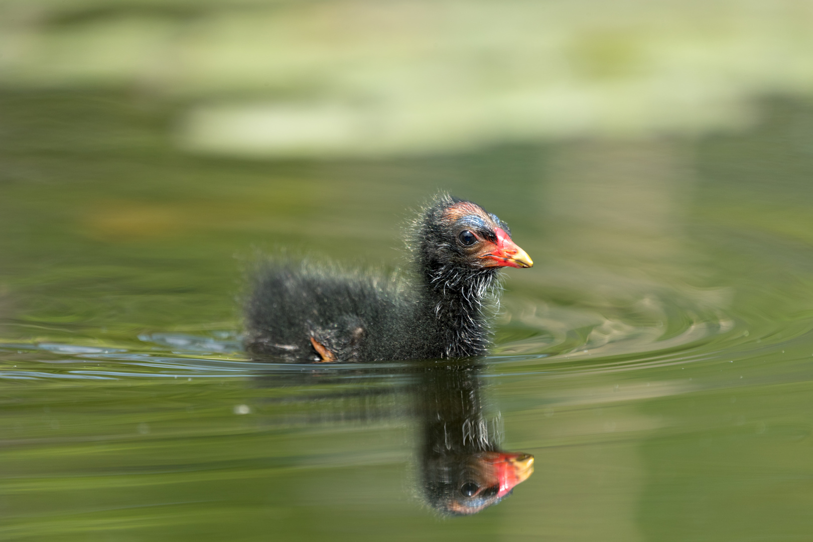 Teichhuhn Küken