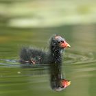 Teichhuhn Küken