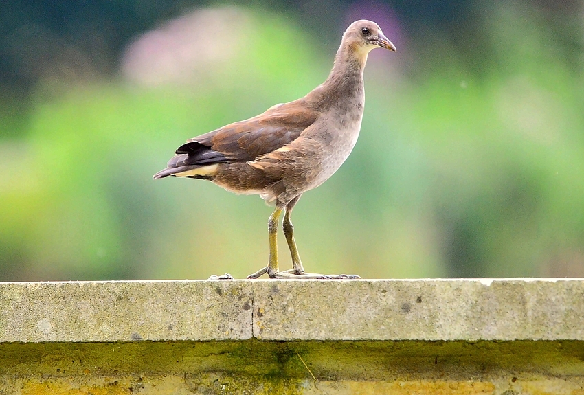 Teichhuhn-Küken