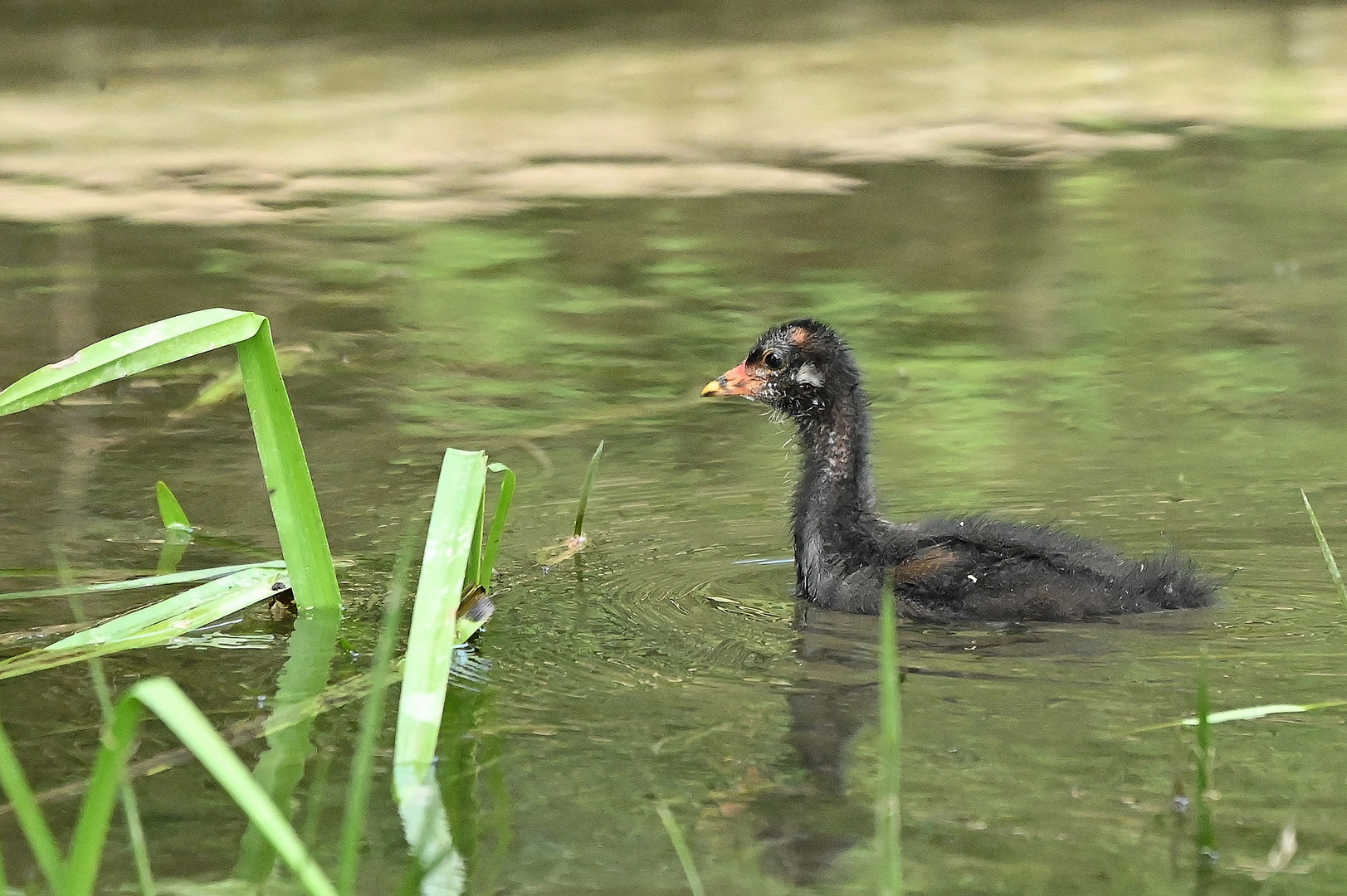 Teichhuhn-Küken