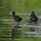 Teichhuhn-Küken