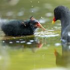 Teichhuhn Küken - Fütterung