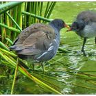 Teichhuhn Mama mit Kind