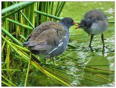 Teichhuhn Mama mit Kind