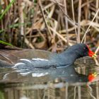 Teichhuhn, mann nennt sie auch Teichralle 