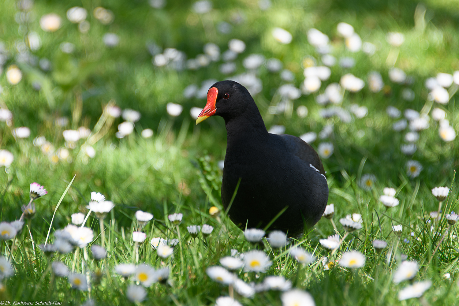 Teichhuhn meets Gänseblümchen