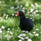 Teichhuhn meets Gänseblümchen