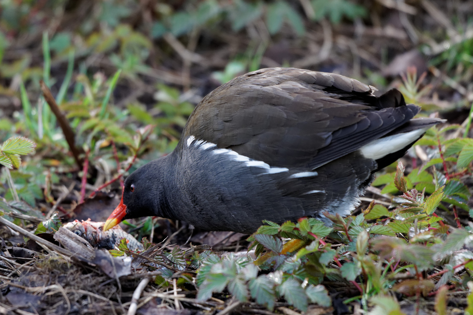 Teichhuhn mit Fischsnack