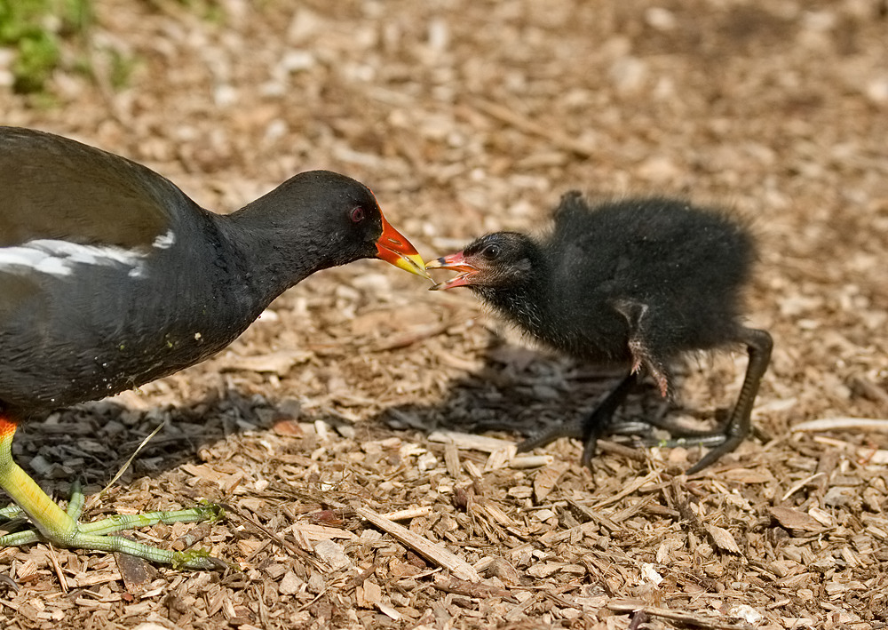 Teichhuhn mit Küken