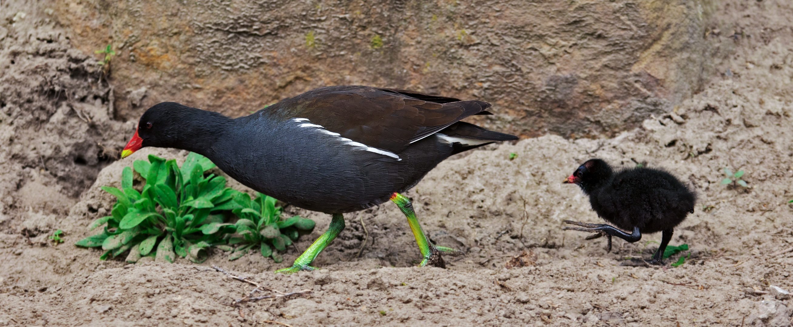 Teichhuhn mit Küken