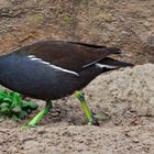 Teichhuhn mit Küken