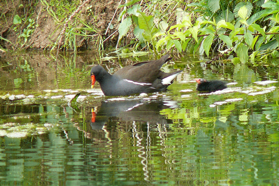 Teichhuhn mit Küken