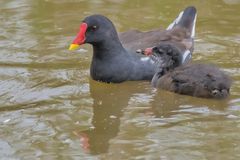 Teichhuhn mit Nachwuchs