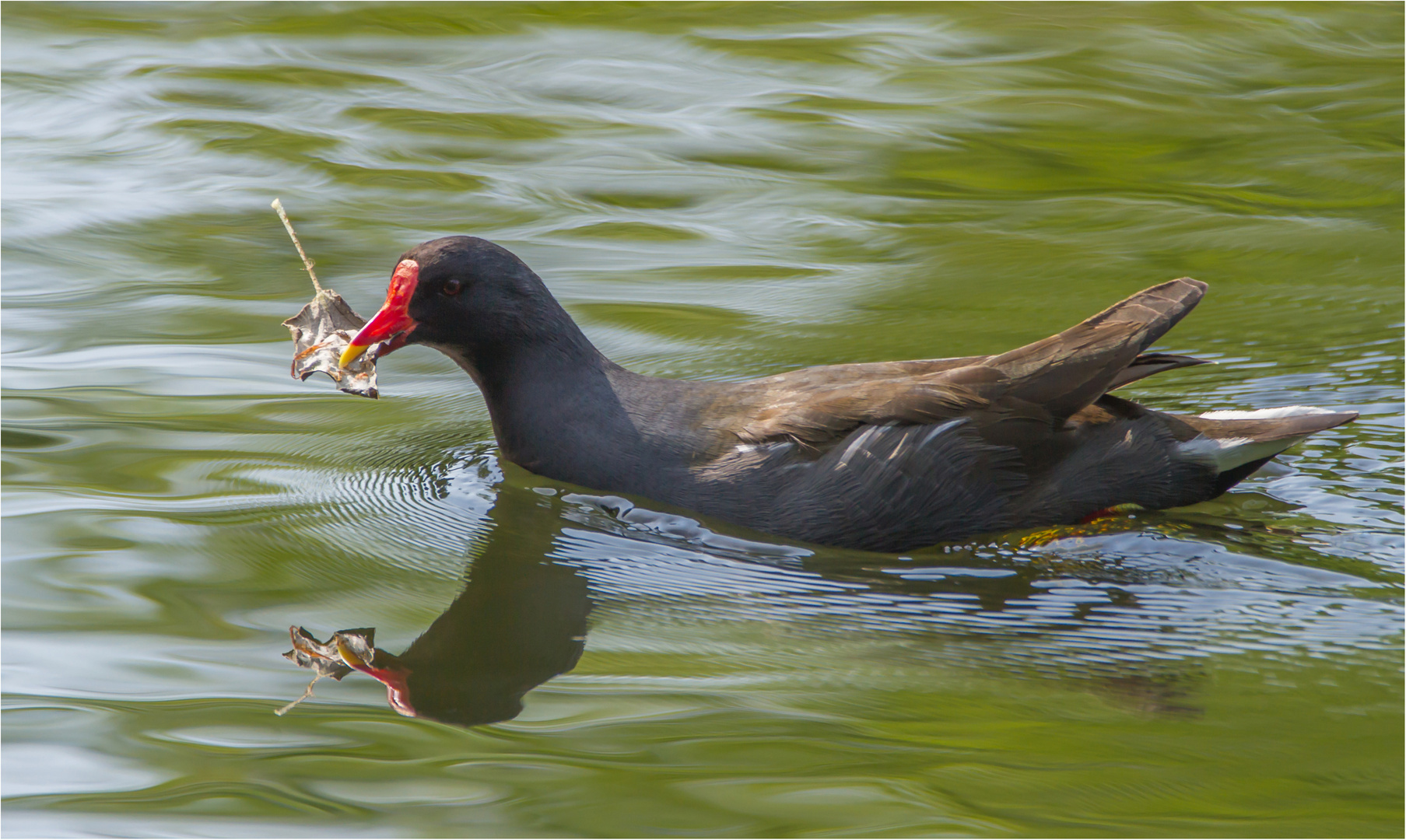 Teichhuhn mit Nestbaumaterial