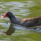 Teichhuhn mit Nestbaumaterial